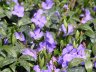 Nikitsky Botanic Garden12.JPG - 